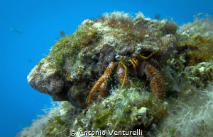 hermit crab _Tyrrhenian Sea by Antonio Venturelli 